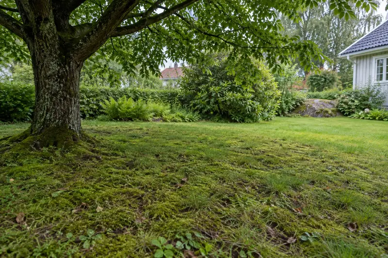 Gles gräsmatta med inslag av mossa i skuggan under ett stort lövträd i en villaträdgård.