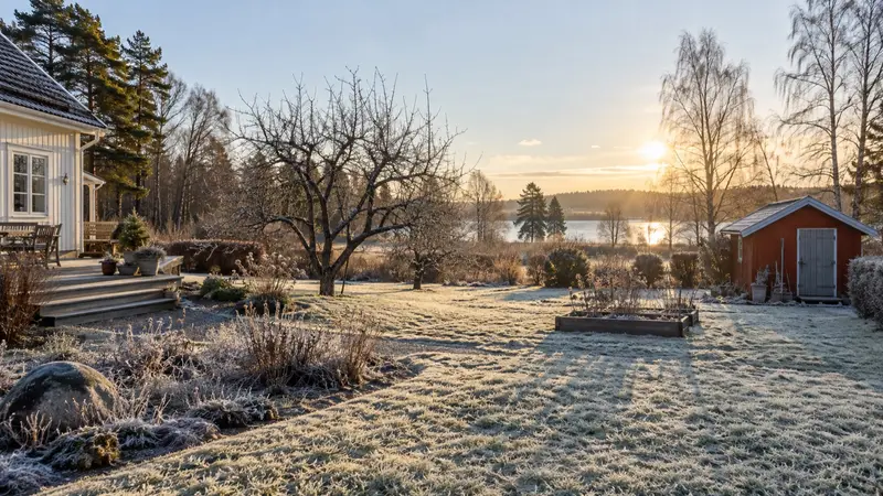 Svensk villaträdgård en lugn vintermorgon med frost på gräsmattan, ett trädgårdsskjul och kala fruktträd.