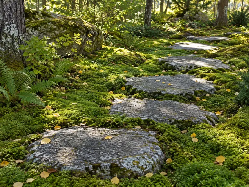 Trampstenar av granit i mossa i halvskugga.